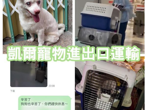 2025/08/27『越南』混種老爺爺狗越南飛台灣~~~~